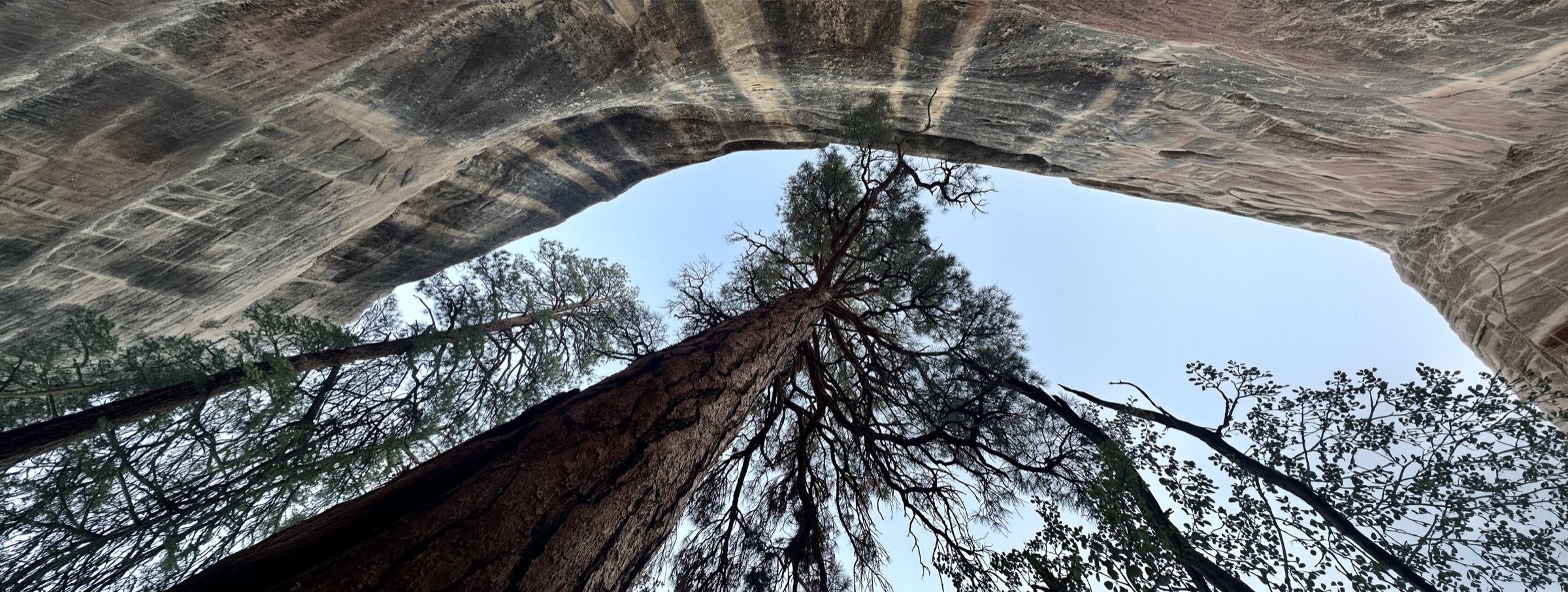 Looking straight up at tall trees against a sandstone alcove