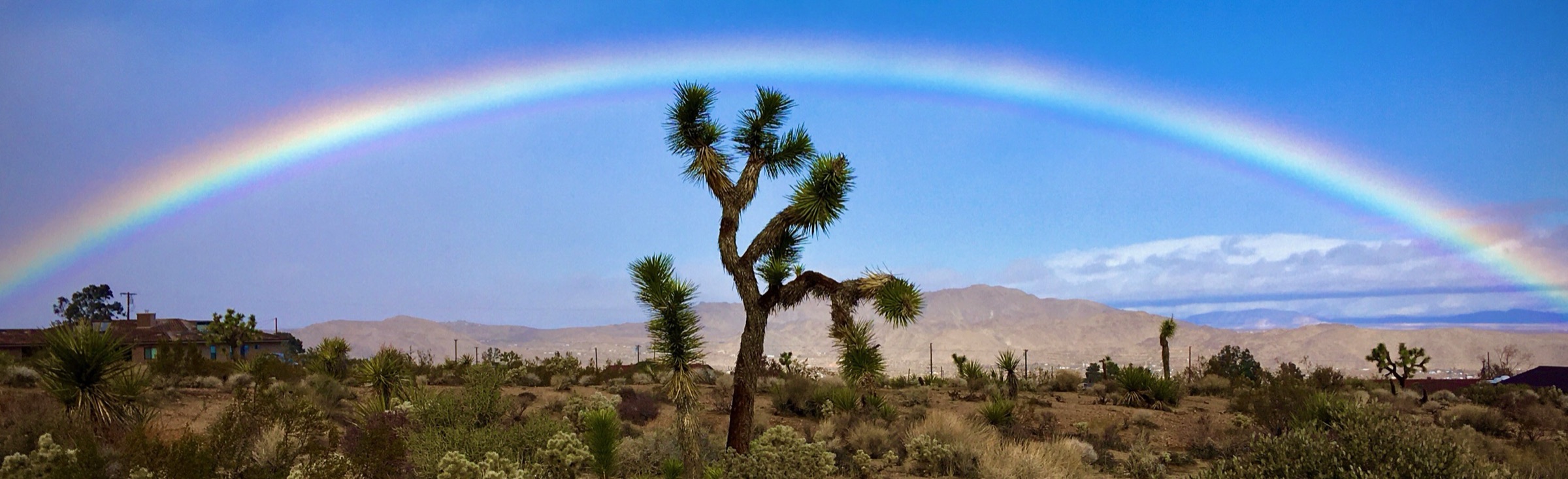 A Joshua tree standing under a full rainbow arch in the high desert
